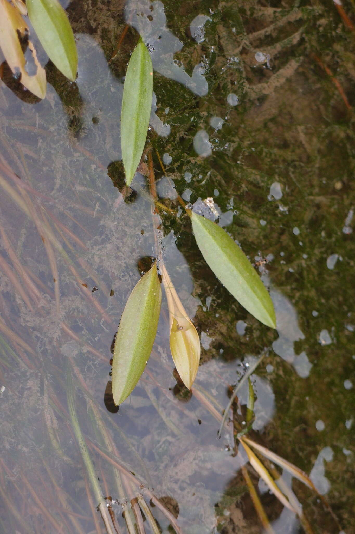 Image of Potamogeton octandrus Poir.