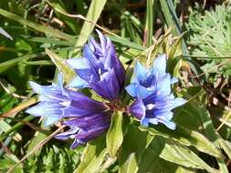 Image of Gentiana asclepiadea L.