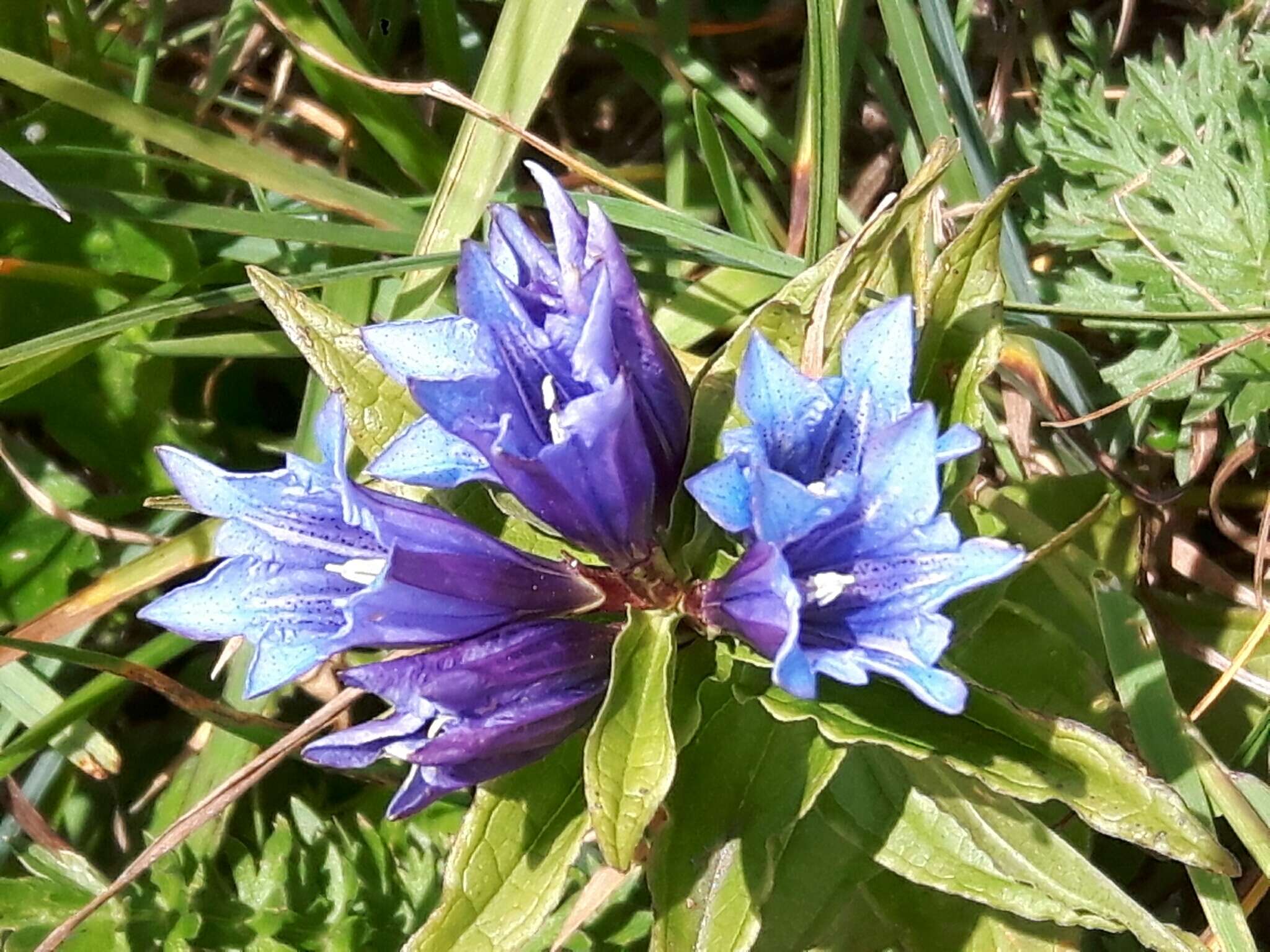 Gentiana asclepiadea L.的圖片