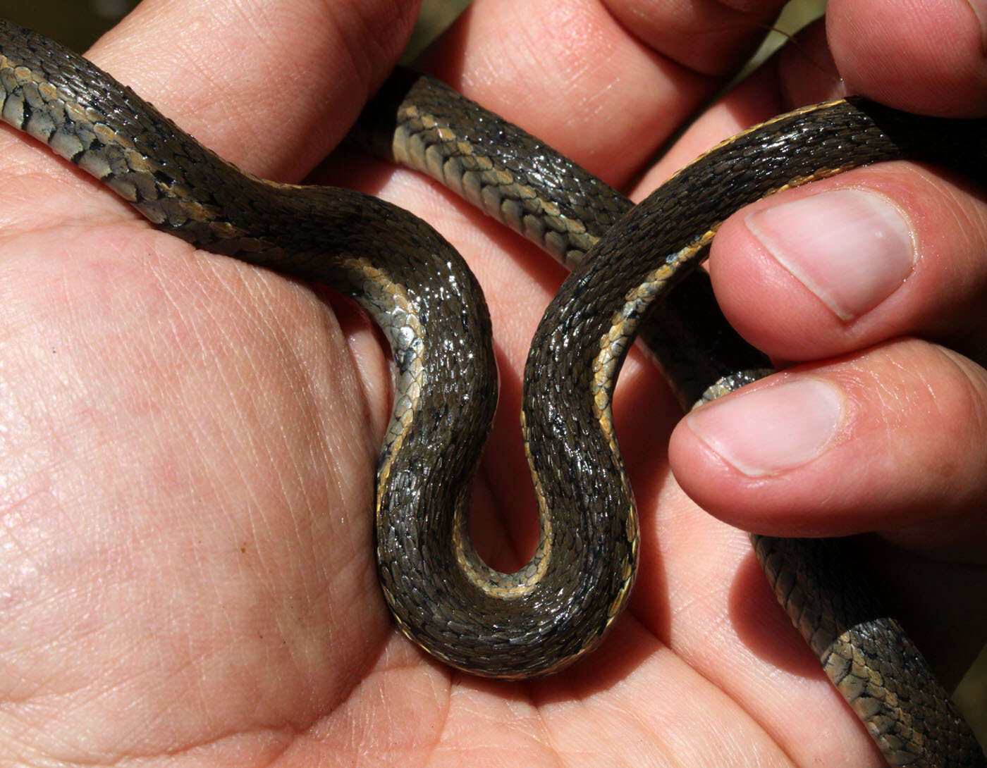 Image de Serpent-jarretiere À Deux Raies