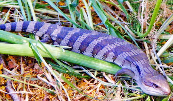 Imagem de Tiliqua scincoides (White 1790)