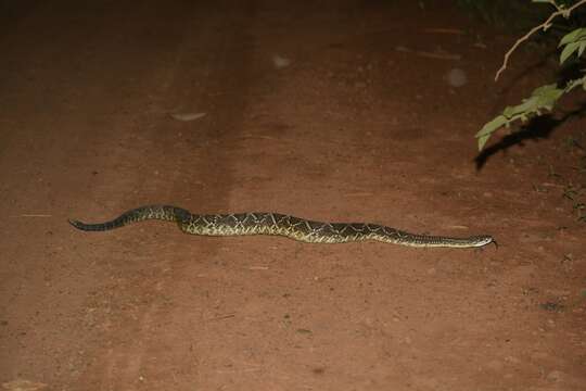 صورة Crotalus durissus Linnaeus 1758