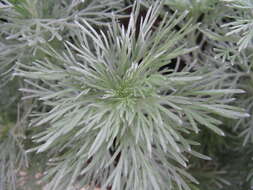 Image of Artemisia schmidtiana Maxim.