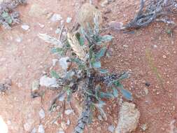 Acanthopsis glauca (E. Mey.) Schinz resmi