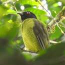 Image of Black-headed Berryeater