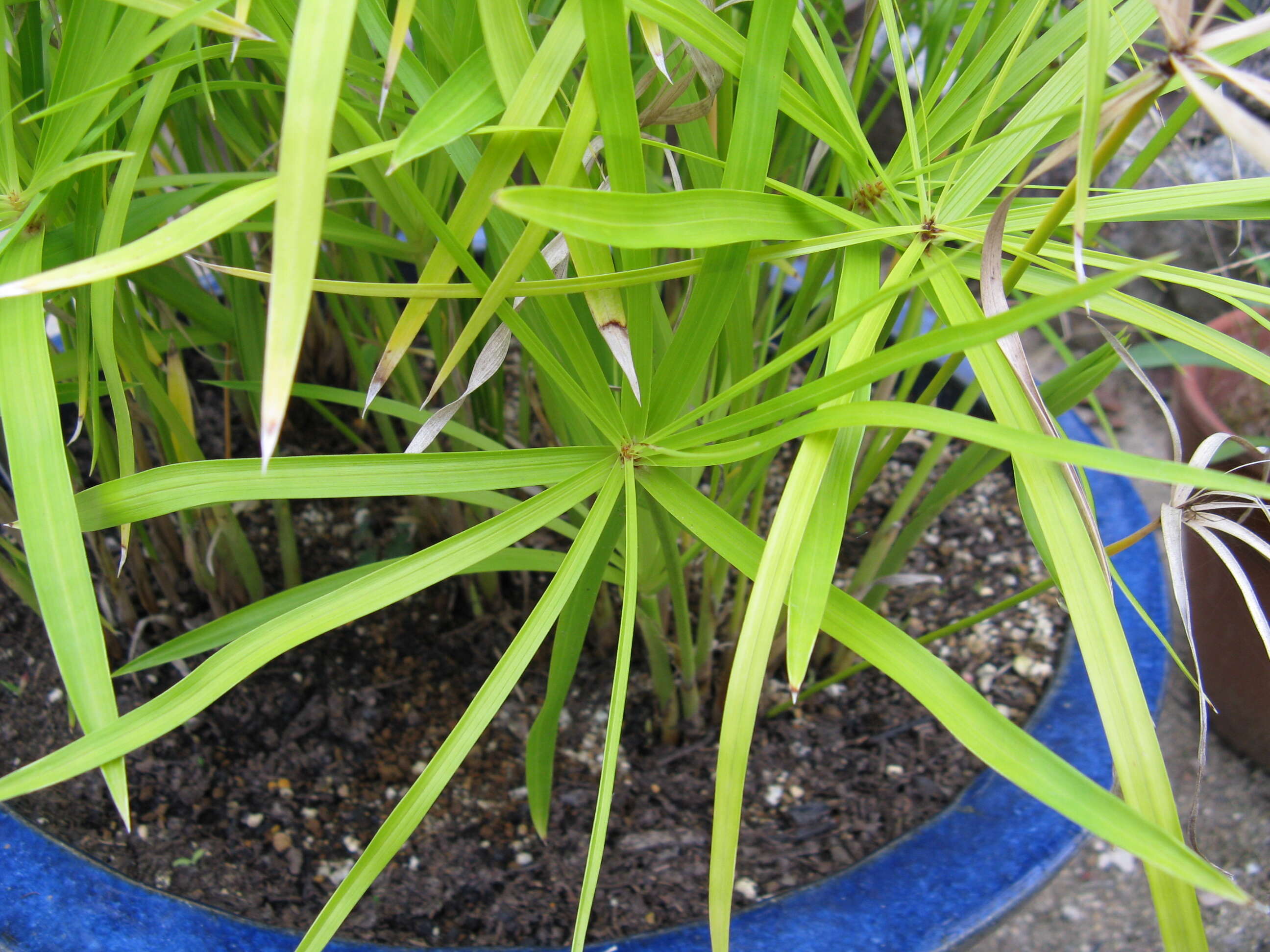 Sivun Cyperus alternifolius L. kuva