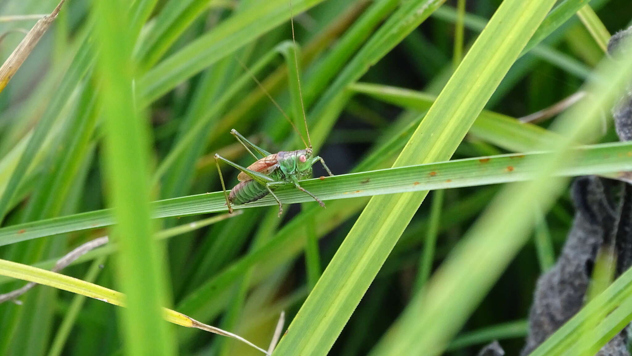 Conocephalus (Anisoptera) dorsalis (Latreille 1804) resmi