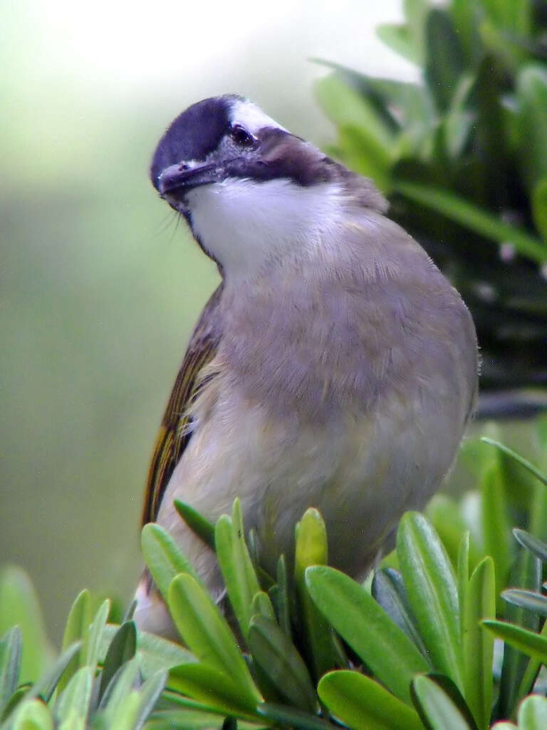 Image of Light-vented Bulbul