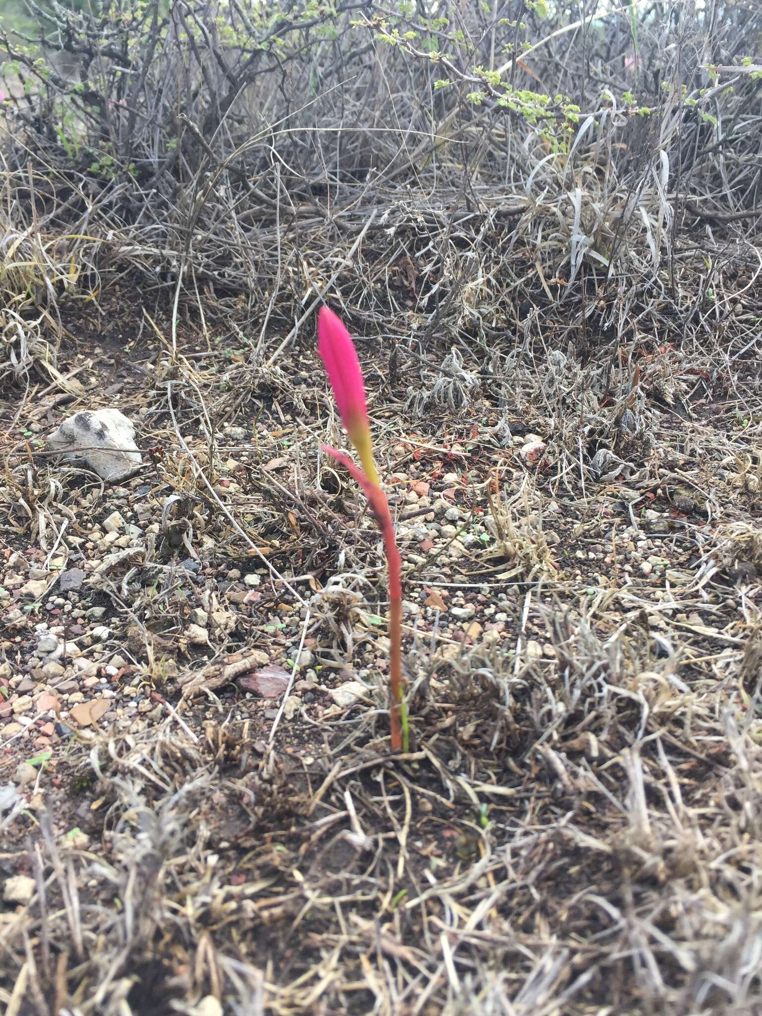 Image of Zephyranthes brevipes Standl.