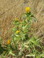 Image of goldenthistle