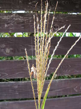 Imagem de Miscanthus sinensis Andersson