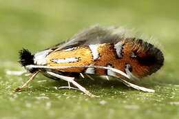 Image of Phyllonorycter lautella (Zeller 1846)