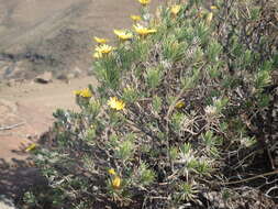 Image of Oedera acerosa (DC.) N. G. Bergh