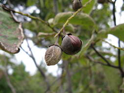 Plancia ëd Styrax obassia Siebold & Zucc.