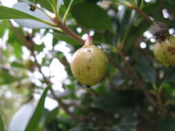 Image of Ternstroemia gymnanthera (Wight & Arn.) Sprague