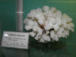 Sivun Pocillopora verrucosa (Ellis & Solander 1786) kuva