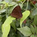 Image of Common Woodbrown Butterfly