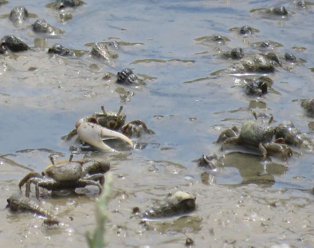 Image of Mexican Fiddler Crab