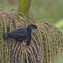 Image of Long-wattled Umbrellabird