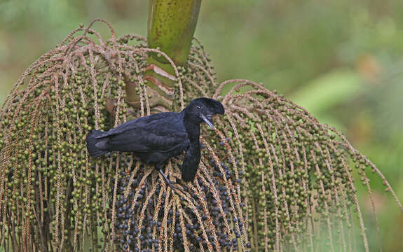 Image of umbrellabird