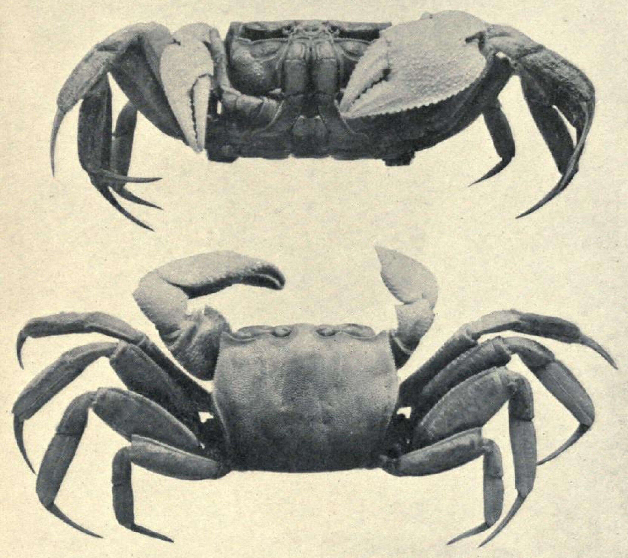 Image of Gulf ghost crab