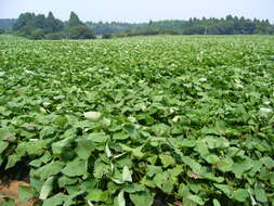 Image of sweet potato