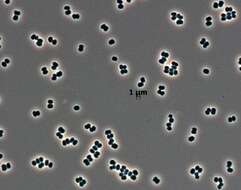 Image of Tersicoccus