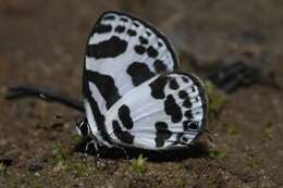 Image of banded blue Pierrot