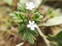 Image of Glandularia quadrangulata (A. Heller) Umber