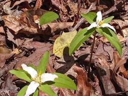 Imagem de Trillium pusillum Michx.