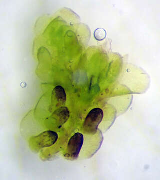 Image of Frullania incumbens Mitt.