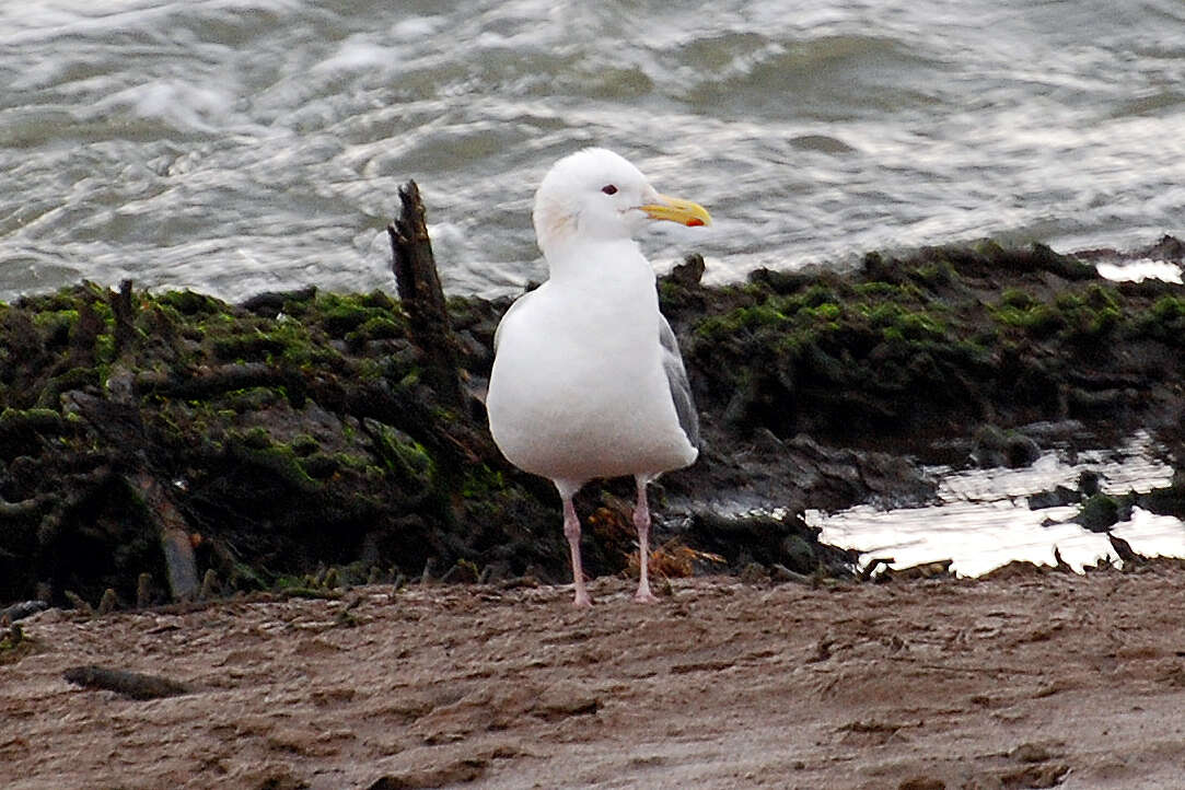 Image of Glaucous-winged Gull