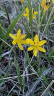 Image of Narcissus cavanillesii Barra & G. López