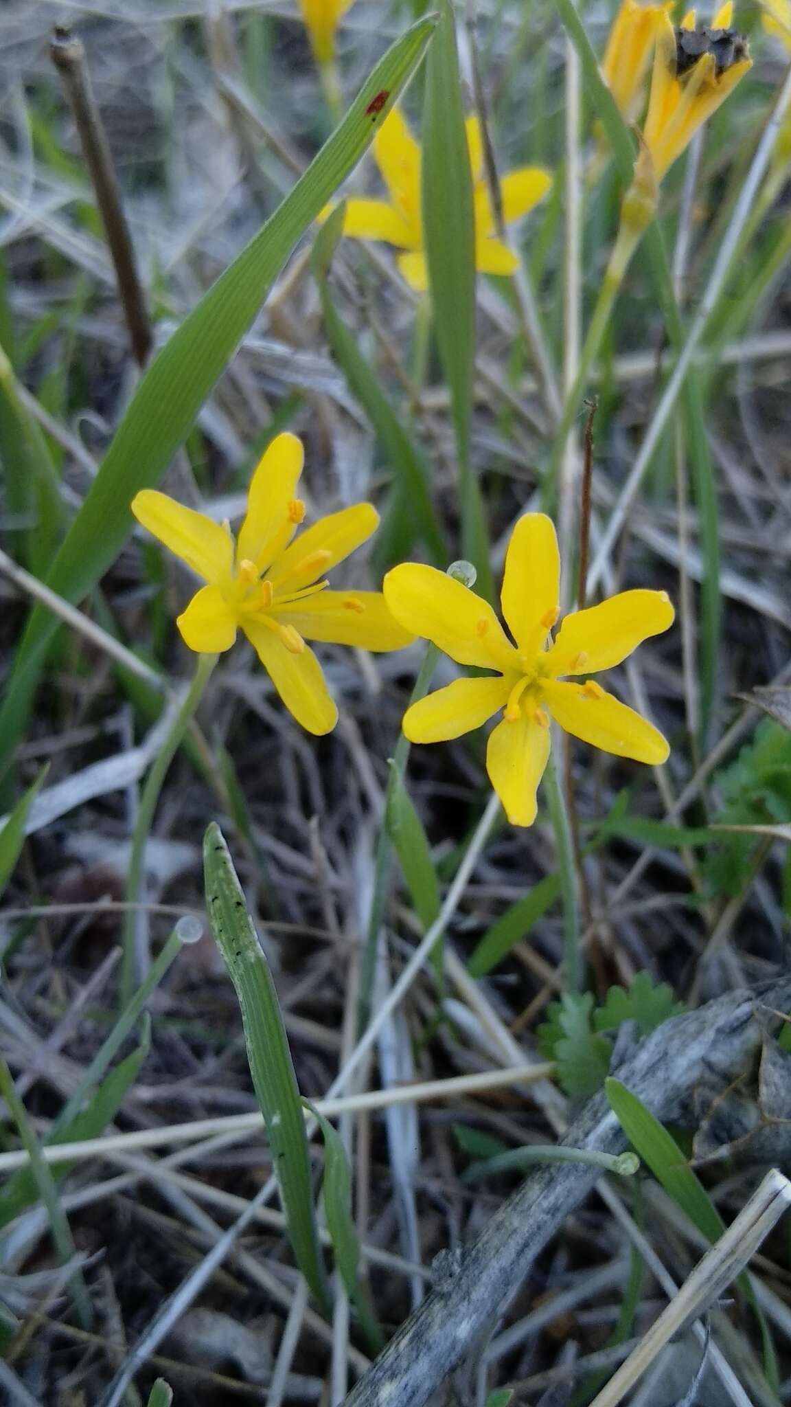 Image of Narcissus cavanillesii Barra & G. López