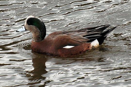 Image of American Wigeon