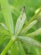 Image of Peronospora hiemalis