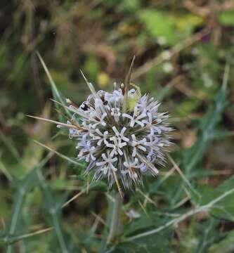 Image of Echinops echinatus Roxb.