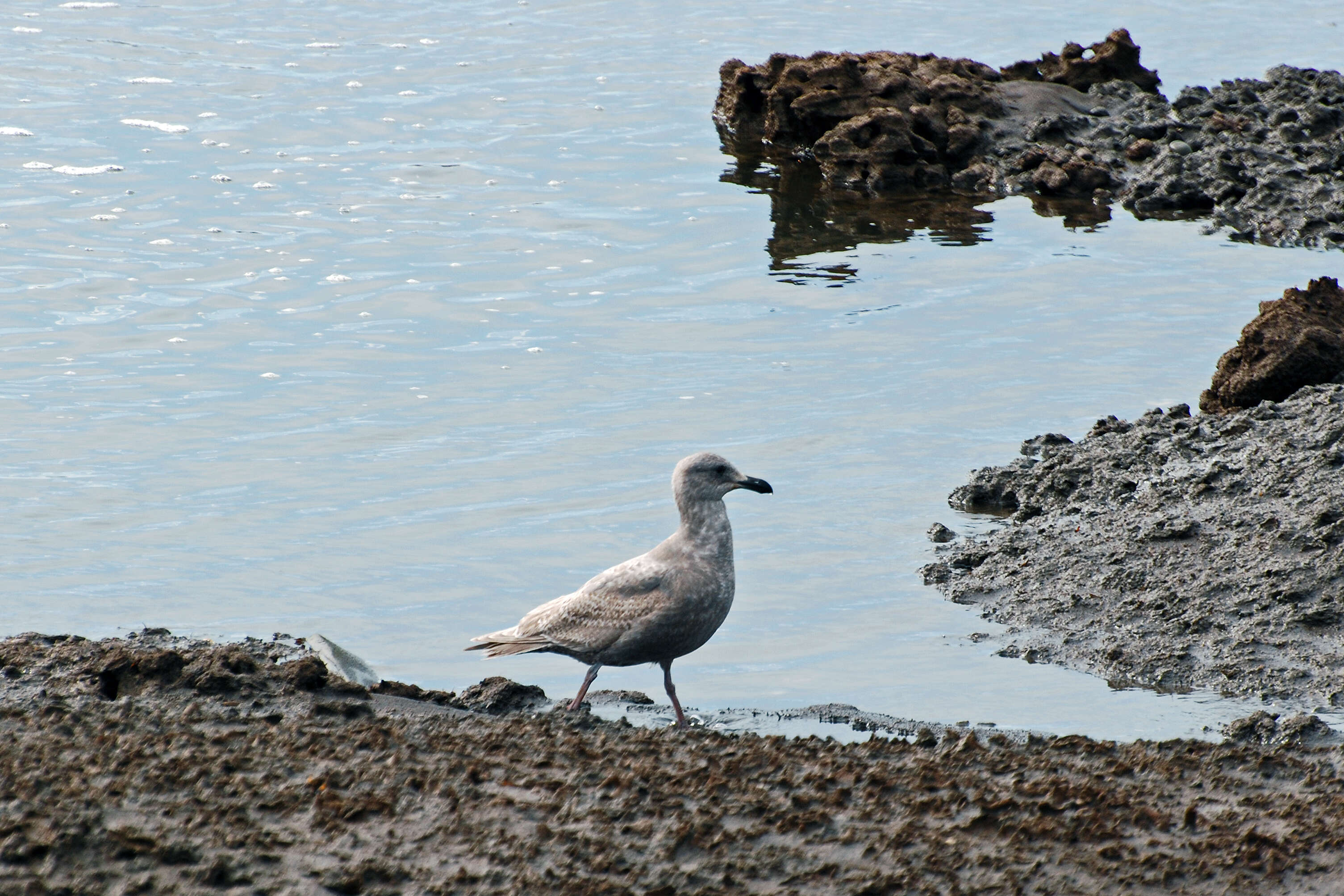 Image of Glaucous-winged Gull