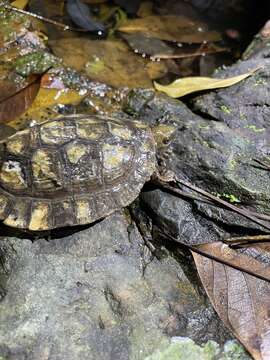 Image of Enigmatic leaf turtle