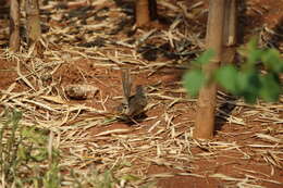 Image of Brown Prinia