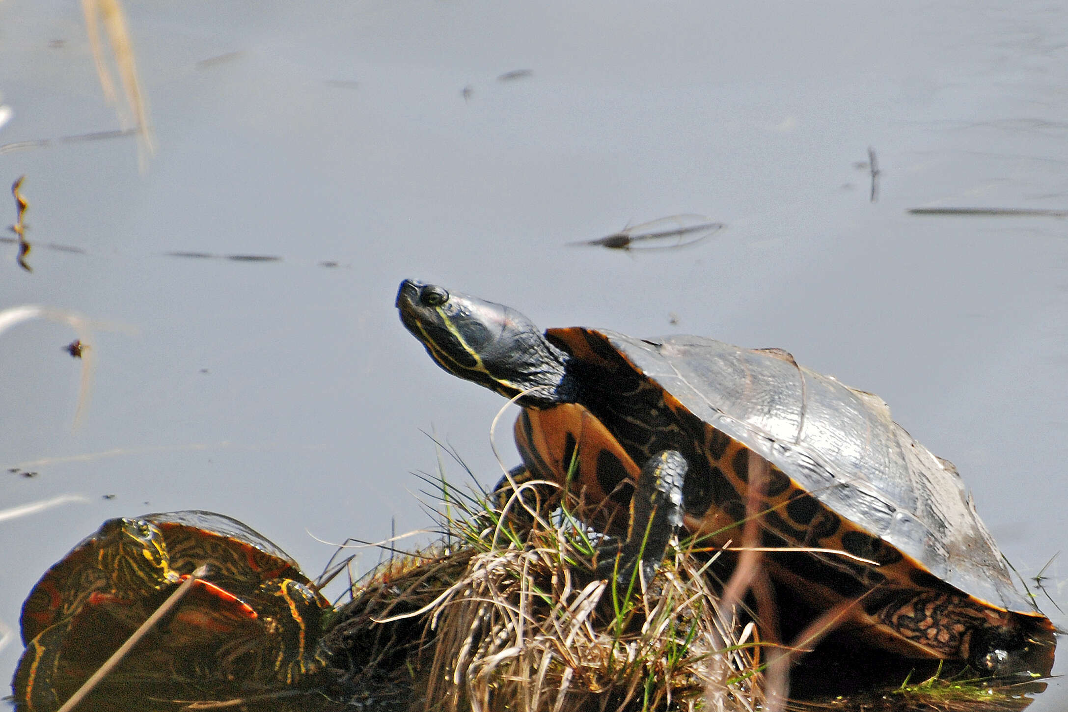 Image of slider turtle, red-eared terrapin, red-eared slider