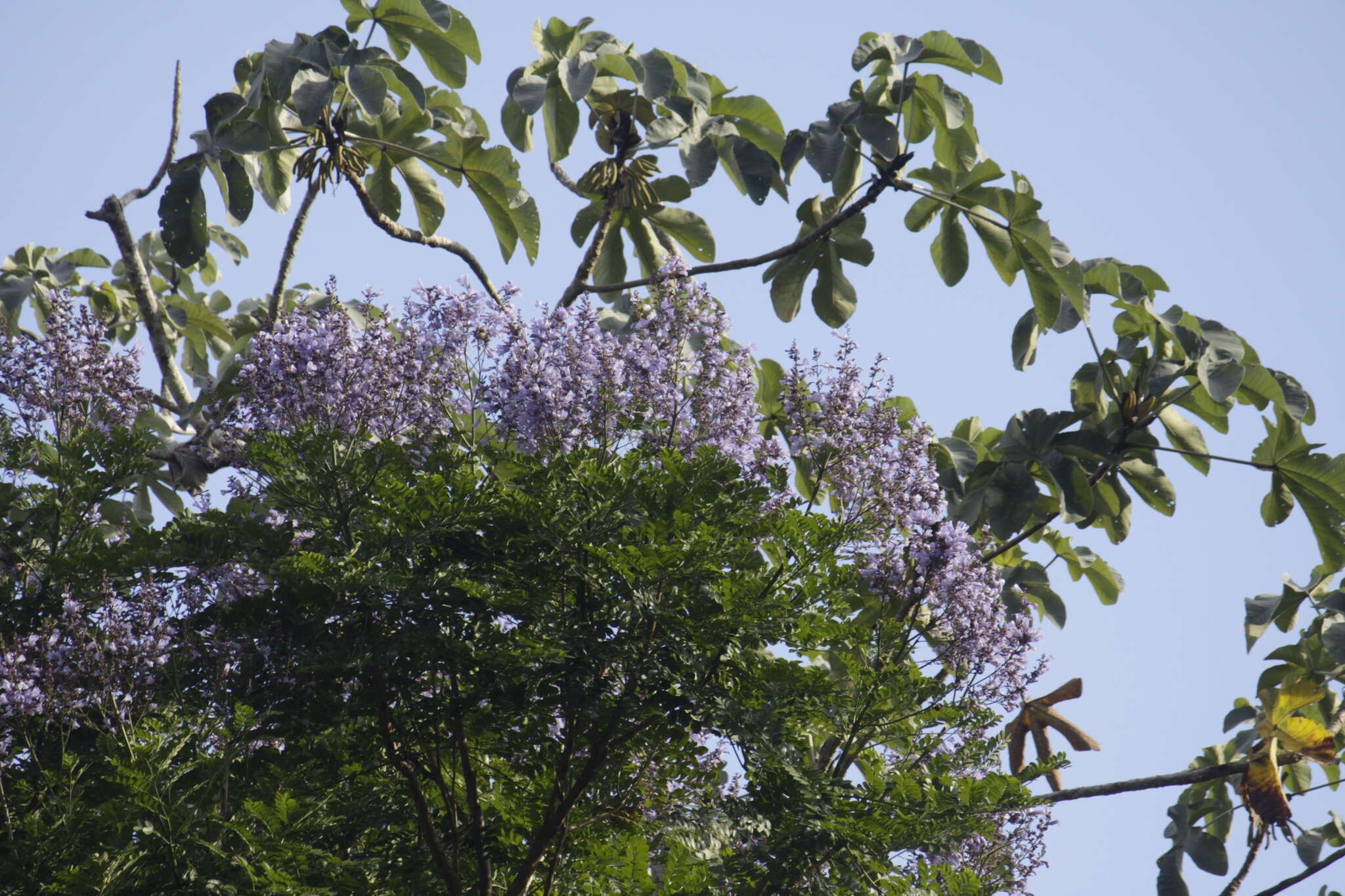 صورة Jacaranda copaia (Aubl.) D. Don