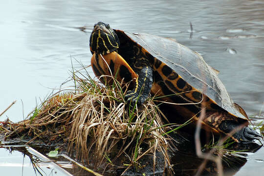 Image of slider turtle, red-eared terrapin, red-eared slider