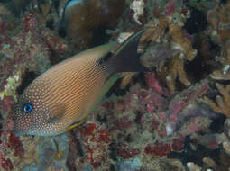 Image de Ctenochaetus binotatus Randall 1955