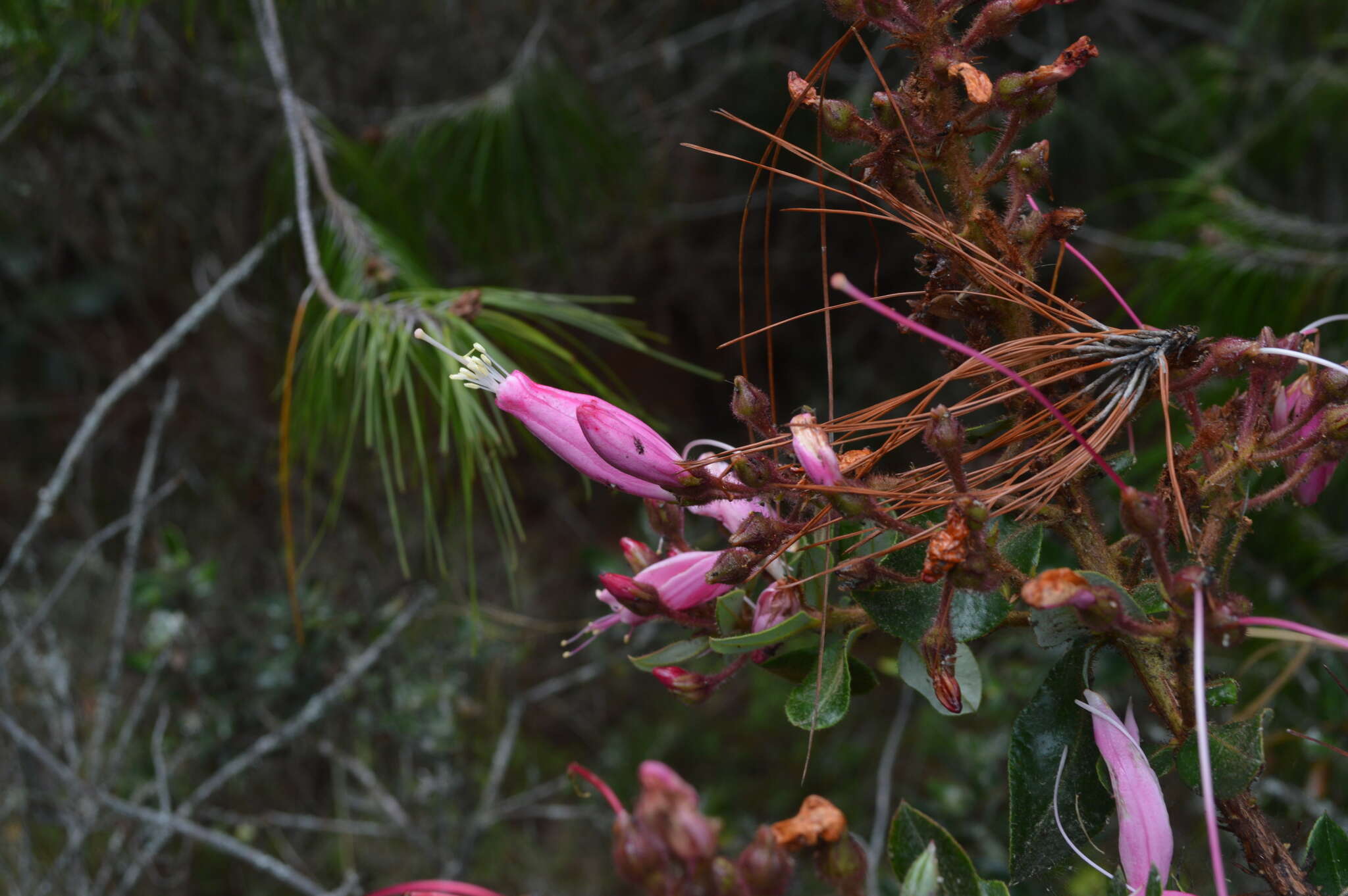 Image of Bejaria zamorae S. E. Clemants