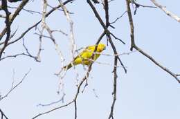 Image of African Golden Weaver