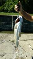 Image of silver carp