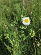 Image of eastern daisy fleabane