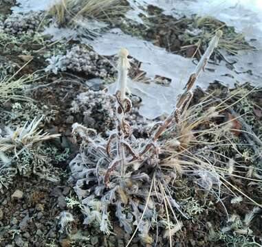 Image of Echinops humilis M. Bieb.