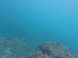 Image of Scissortail damselfish